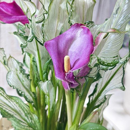 【訳あり】カラー フローズンクィーン※斑少なめ 5号鉢　観葉植物 インテリアグリーン 室内園芸 オシ...