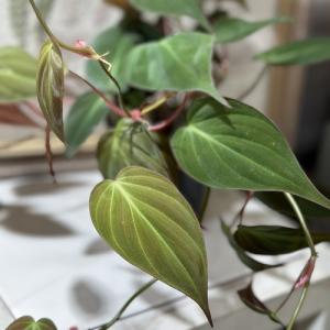 観葉植物 フィロデンドロン ミカンス 3号ポット...の商品画像