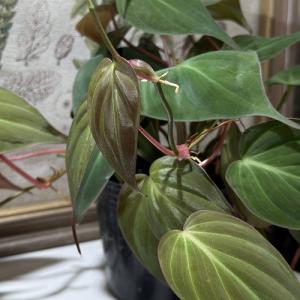 観葉植物 フィロデンドロン ミカンス 3号ポッ...の詳細画像1