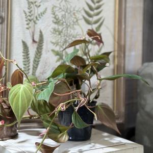 観葉植物 フィロデンドロン ミカンス 3号ポッ...の詳細画像2