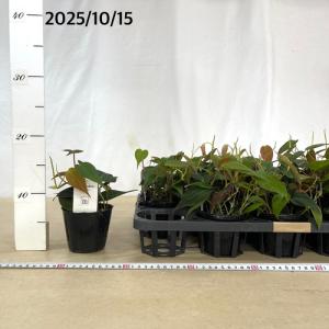 観葉植物 フィロデンドロン ミカンス 3号ポッ...の詳細画像4