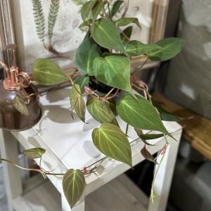 観葉植物 フィロデンドロン ミカンス 3号ポッ...の詳細画像3
