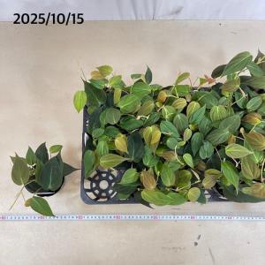 観葉植物 フィロデンドロン ミカンス 3号ポッ...の詳細画像5