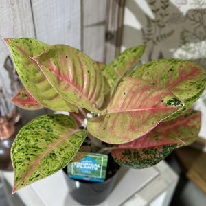 観葉植物 アグラオネマ ビューティー 5号 熱帯植物 赤い葉 斑入り 室内