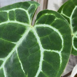 【葉傷みあり】観葉植物 アンスリウム クリスタ...の詳細画像1