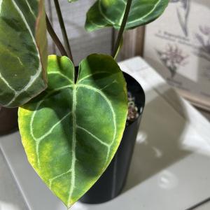 【葉傷みあり】観葉植物 アンスリウム クリスタ...の詳細画像3