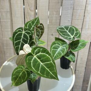 【葉傷みあり】観葉植物 アンスリウム クリスタ...の詳細画像4