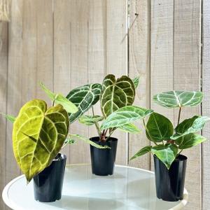 【葉傷みあり】観葉植物 アンスリウム クリスタ...の詳細画像5