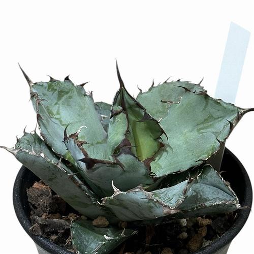 観葉植物　アガベ チタノタ ブラックアンドブルー 3.5号硬質ロング(黒)(個体おまかせ1鉢)　イン...