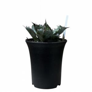 観葉植物 アガベ チタノタ ブラックアンドブル...の詳細画像1
