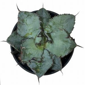 観葉植物 アガベ チタノタ ブラックアンドブル...の詳細画像2