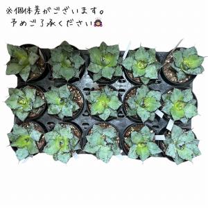 観葉植物 アガベ チタノタ ブラックアンドブル...の詳細画像3