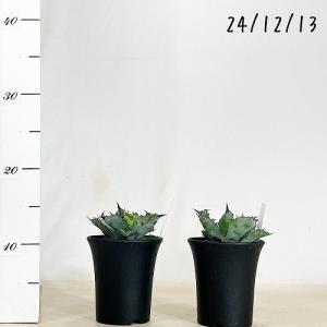 観葉植物 アガベ チタノタ ブラックアンドブル...の詳細画像4