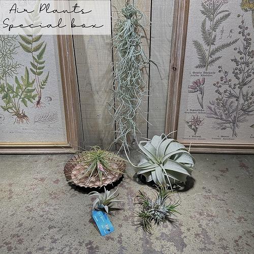 観葉植物　エアプランツ スペシャルボックス! 人気品種5種+アンティークトレイ(個体おまかせ1セット...