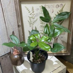 観葉植物　フィロデンドロン ファンバン 4号(個体おまかせ1鉢)　インテリアグリーン 室内園芸 オシャレ カワイイ 可愛い