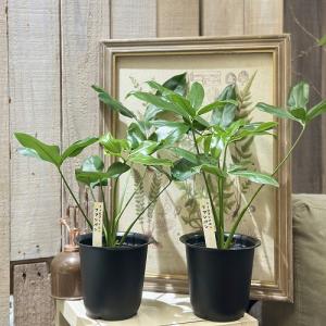 観葉植物 フィロデンドロン ファンバン 4号(...の詳細画像1