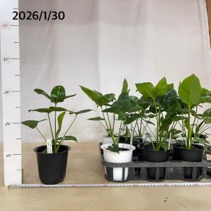 観葉植物 フィロデンドロン ファンバン 4号(...の詳細画像2