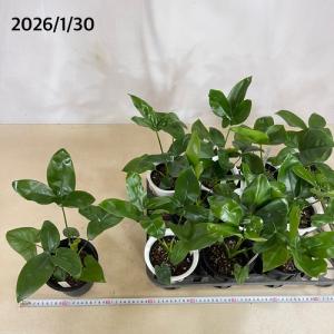 観葉植物 フィロデンドロン ファンバン 4号(...の詳細画像3