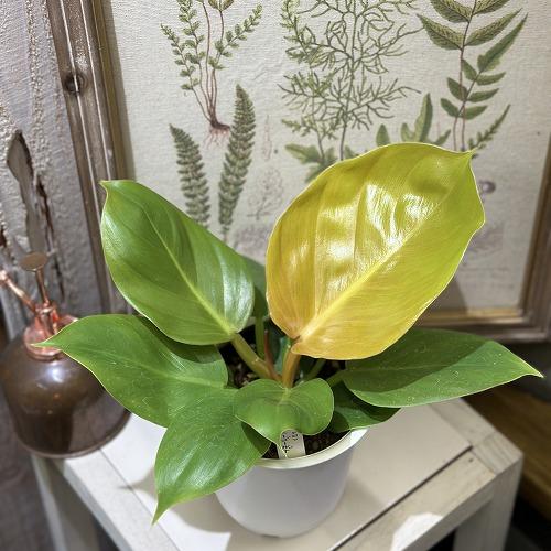 観葉植物　フィロデンドロン メリノニーゴールド 4号(個体おまかせ1鉢)　インテリアグリーン 室内園...