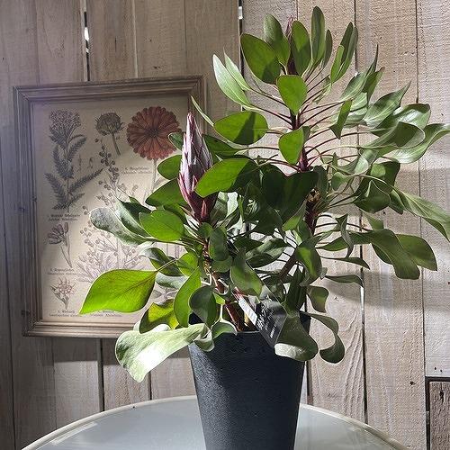 オージープランツ　キングプロテア リトルプリンス ２本立 5号(個体おまかせ1鉢)　庭木　花木 オシ...