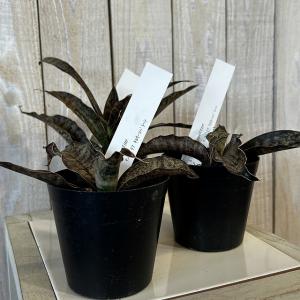 多肉植物 サンセベリア キルキーコパトーン 3...の詳細画像1