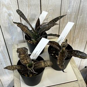 多肉植物 サンセベリア キルキーコパトーン 3...の詳細画像2