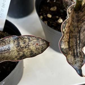 多肉植物 サンセベリア キルキーコパトーン 3...の詳細画像3