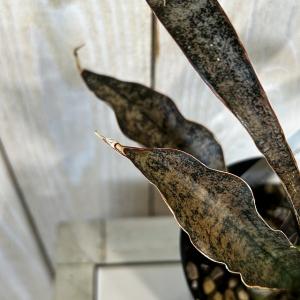 多肉植物 サンセベリア キルキーコパトーン 3...の詳細画像4