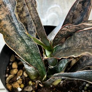 多肉植物 サンセベリア キルキーコパトーン 3...の詳細画像5