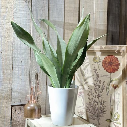 観葉植物　サンスベリア(サンセベリア) ムーンシャイン 5号(個体おまかせ1鉢)　レア 希少種 珍し...