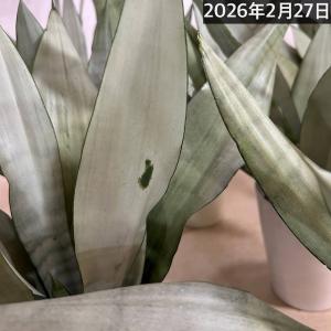 【人気】サンセベリア ムーンシャイン 5号鉢(...の詳細画像5