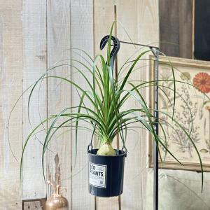 観葉植物　トックリラン 4号吊り鉢(底穴なし) ECO PLANTS(個体おまかせ1鉢)　吊るす 吊り下げ ハンギング インテリアグリーン おしゃれ