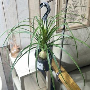 観葉植物 トックリラン 4号吊り鉢(底穴なし)...の詳細画像1
