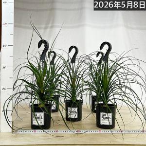 観葉植物 トックリラン 4号吊り鉢(底穴なし)...の詳細画像2