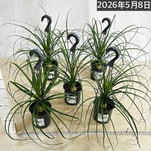 観葉植物 トックリラン 4号吊り鉢(底穴なし)...の詳細画像3