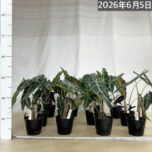 人気 アロカシア アマゾニカ 3.5号ポット(...の詳細画像4