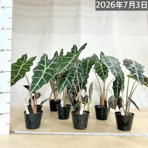 人気 アロカシア アマゾニカ 3.5号ポット(...の詳細画像4