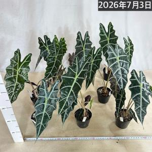 人気 アロカシア アマゾニカ 3.5号ポット(...の詳細画像5