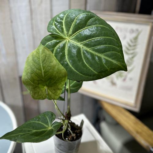 海外のSNSに出てくる葉が大きい系アンスリウム【訳あり大特価】アンスリューム マグニフィカム 3号透...