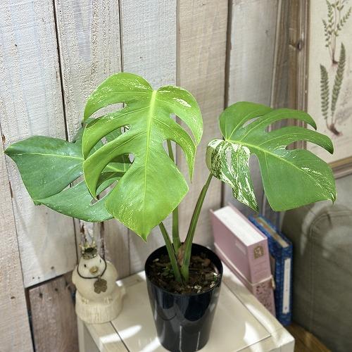 [お買い得}白斑モンステラ ボルシギアナ sp.(品種不明) 挿し木株【斑少なめ】4号ロング黒鉢(個...