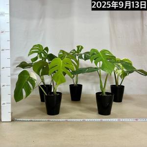 [お買い得}白斑モンステラ ボルシギアナ sp...の詳細画像3