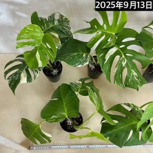 [お買い得}白斑モンステラ ボルシギアナ sp...の詳細画像5