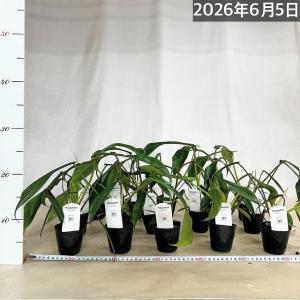 観葉植物 フィロデンドロン ジョエピー(ジョー...の詳細画像2