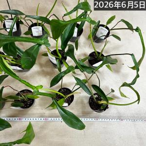 観葉植物 フィロデンドロン ジョエピー(ジョー...の詳細画像5