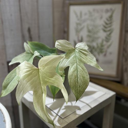人気　フィロデンドロン フロリダゴースト ミント斑 4号グレー鉢(個体おまかせ1鉢)　観葉植物 イン...