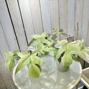 人気 フィロデンドロン フロリダゴースト ミン...の詳細画像1