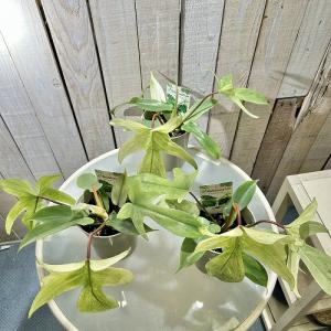 人気 フィロデンドロン フロリダゴースト ミン...の詳細画像2