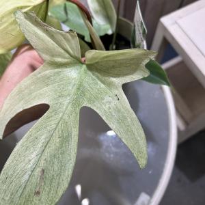 人気 フィロデンドロン フロリダゴースト ミン...の詳細画像3