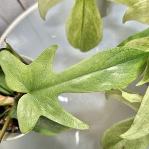 人気 フィロデンドロン フロリダゴースト ミン...の詳細画像4