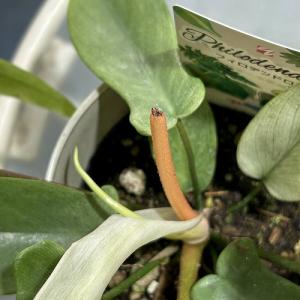 人気 フィロデンドロン フロリダゴースト ミン...の詳細画像5